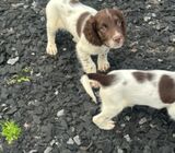 Gorgeous Kc registered springer spaniels