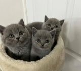 blue-britsh-short-hair-kittens-for-sale